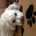 Maltezer