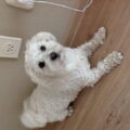 Maltezer