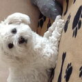 Maltezer
