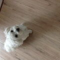 Maltezer