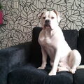 Old English Bulldog