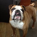 Engelse Bulldog