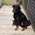 Beauceron