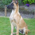 Mechelse Herder