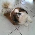Japanse Spaniel