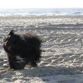 Tibetaanse Terrier