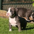 Stocky Rascals