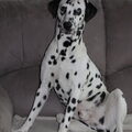 Dalmatische hond