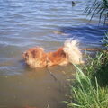 Chow chow