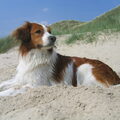 Kooikerhondje