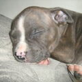 American Staffordshire Terrier