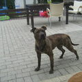 American Staffordshire Terrier