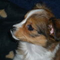 Kooikerhondje