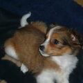Kooikerhondje