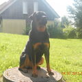 Rottweiler