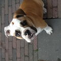 Old English Bulldog