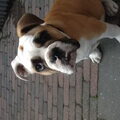 Old English Bulldog