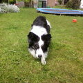 Border Collie