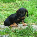 Kaninchen Dashond, ruwhaar