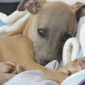 Whippet