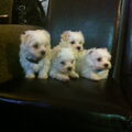 Maltezer