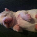 Maltezer