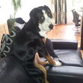 Grote Zwitserse Sennenhond