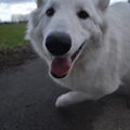 Zwitserse Witte Herdershond