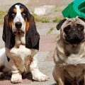 Basset Hound