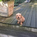 Basset Fauve de Bretagne