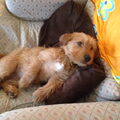 Basset Fauve de Bretagne