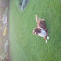 Australian Shepherd