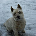 Cairn Terrier