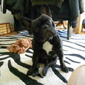Franse Bulldog