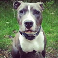 American Staffordshire Terrier