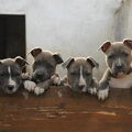 American Staffordshire Terrier