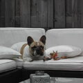 Franse Bulldog