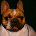 Franse Bulldog