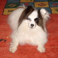 Vlinderhond