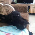 Schotse Terrier