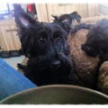 Schotse Terrier