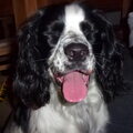 Engelse Springer Spaniel