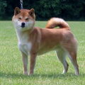 Shiba Inu