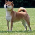 Shiba Inu
