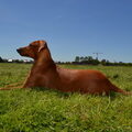 Duitse Pinscher