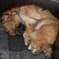 Tibetaanse Spaniel