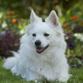 Grote Keeshond, wit
