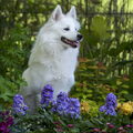 Grote Keeshond, wit