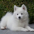 Grote Keeshond, wit