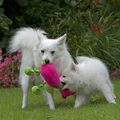Grote Keeshond, wit